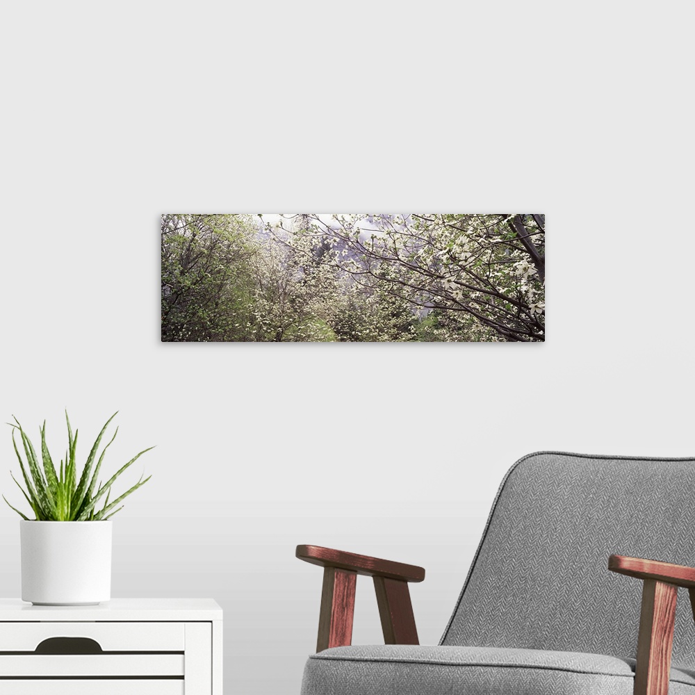 A modern room featuring Big panoramic canvas photo of flowers blooming on trees in a forest up close.
