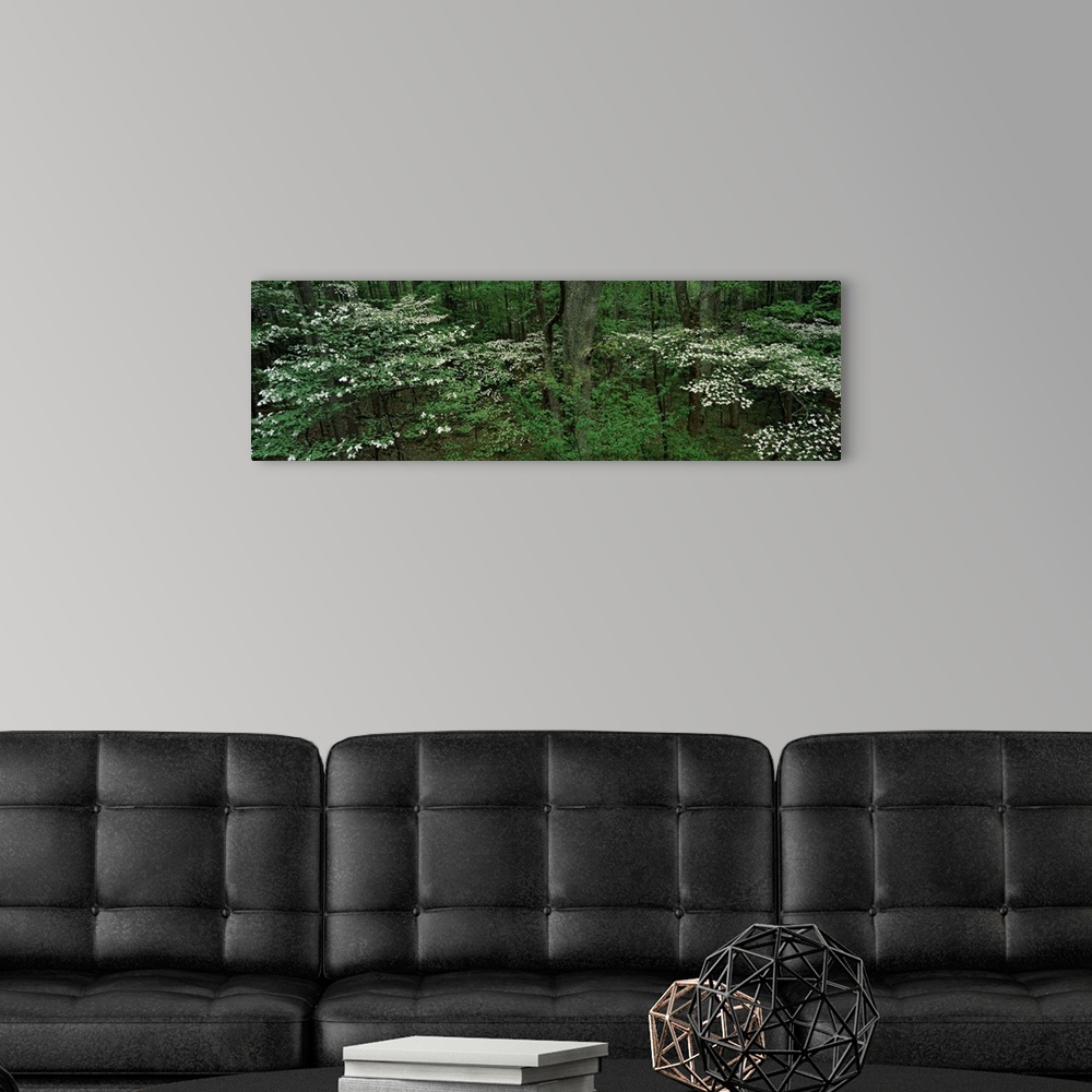 A modern room featuring Dogwood Trees in Spring Great Smoky Mtns National Park TN