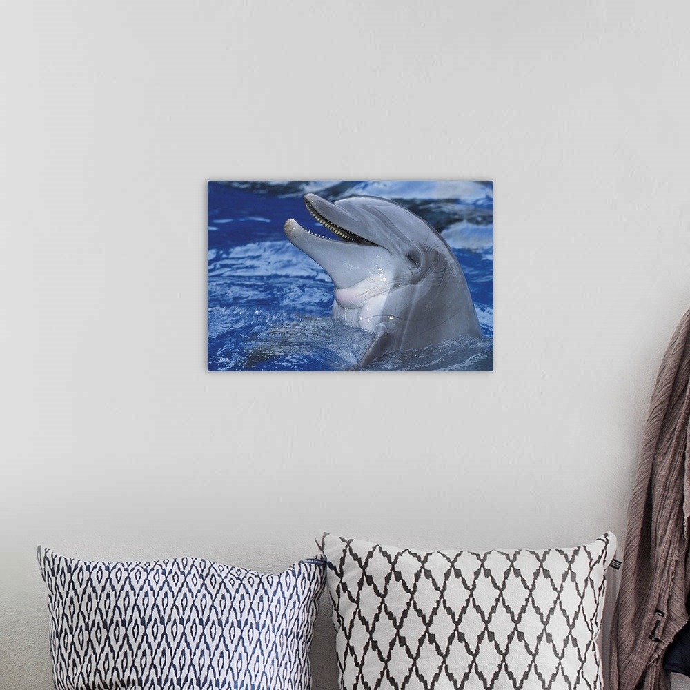 A bohemian room featuring Dolphin