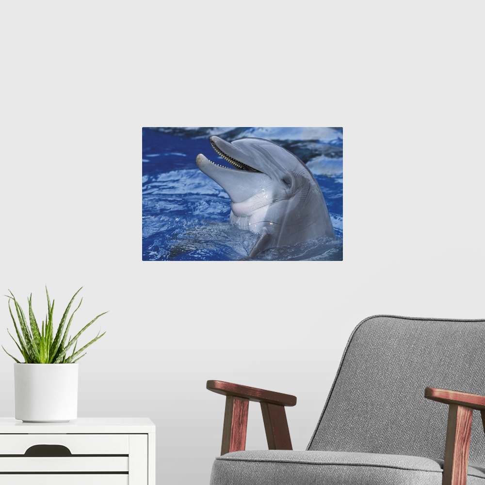 A modern room featuring Dolphin