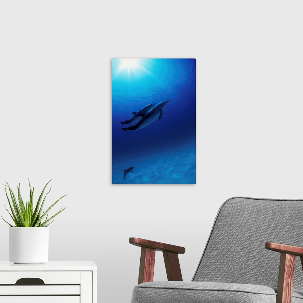 A modern room featuring Dolphins swimming underwater