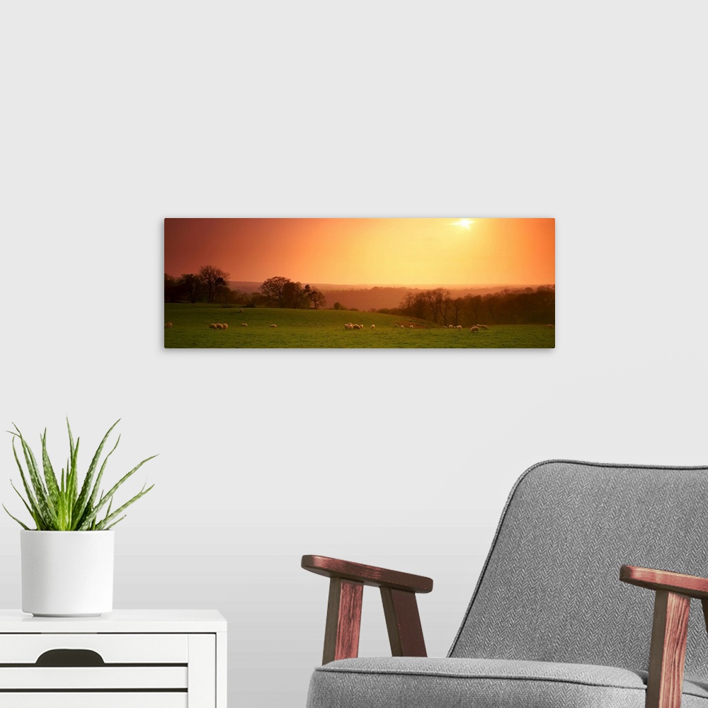 A modern room featuring Domestic sheep grazing in a pasture, Eskdale, North Yorkshire, England