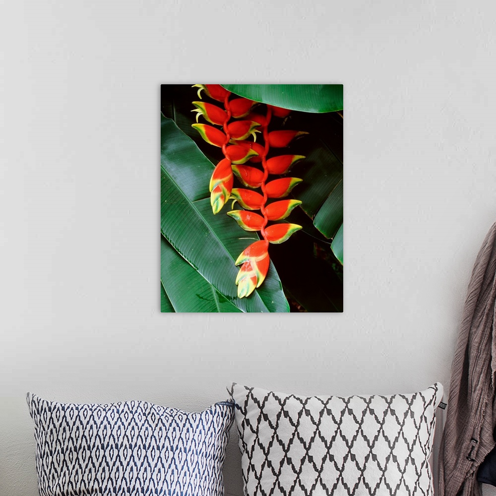 A bohemian room featuring Dominica, Papillote Wilderness Retreat, Close-up of Heliconia