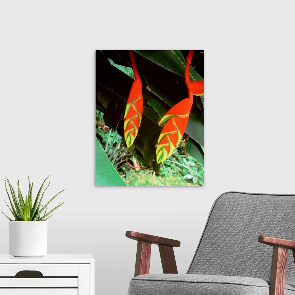 A modern room featuring Dominica, Papillote Wilderness Retreat, Close-up of Heliconia