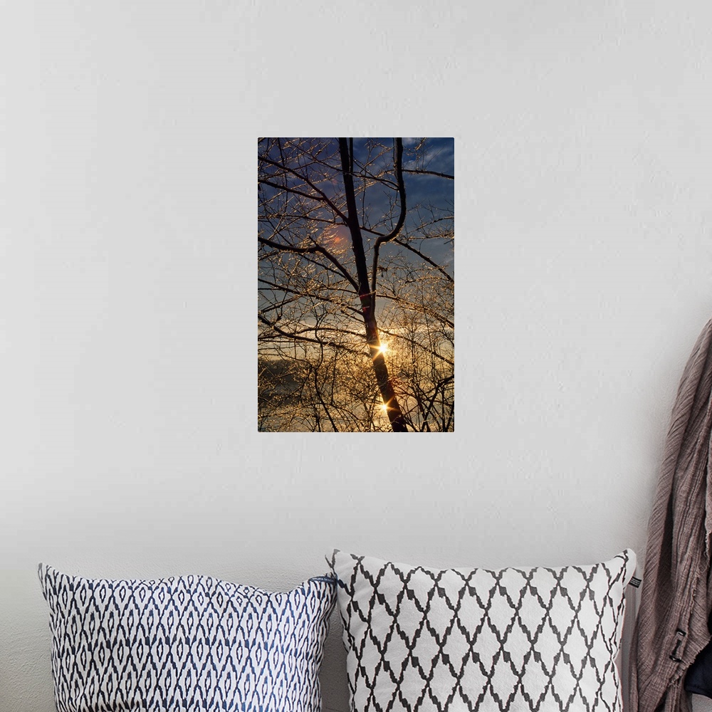 A bohemian room featuring Double sunstar behind frosted tree branches, Maryland