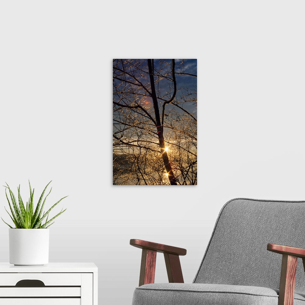 A modern room featuring Double sunstar behind frosted tree branches, Maryland