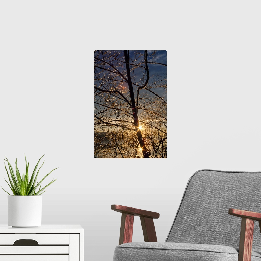 A modern room featuring Double sunstar behind frosted tree branches, Maryland
