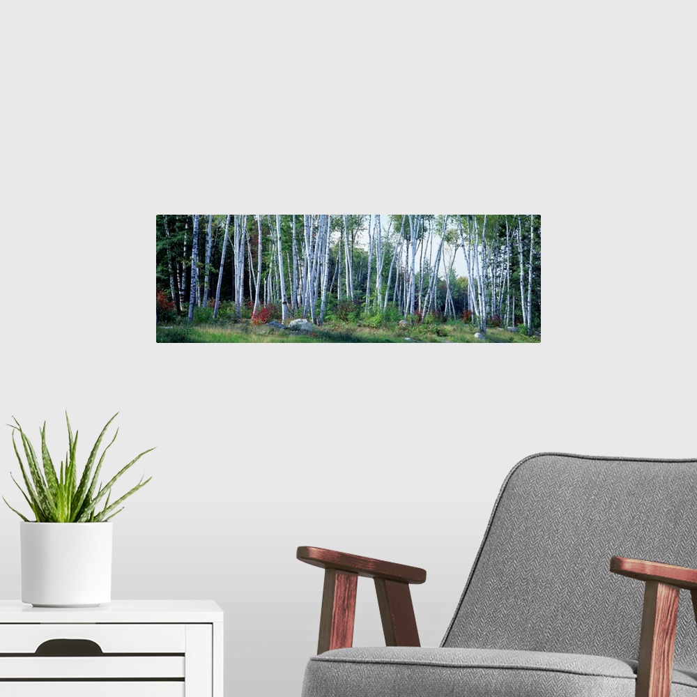 A modern room featuring Wide angle photograph of a forest full of downy birch trees surrounded by green foliage, in Shelb...