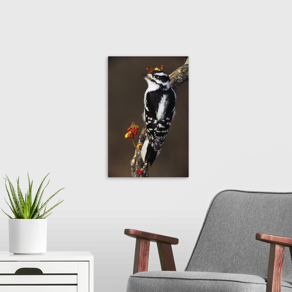 A modern room featuring Downy woodpecker on tree branch with berries, Michigan