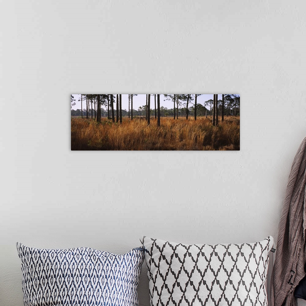 A bohemian room featuring Dried grass and trees in a forest, Venice, Sarasota County, Florida