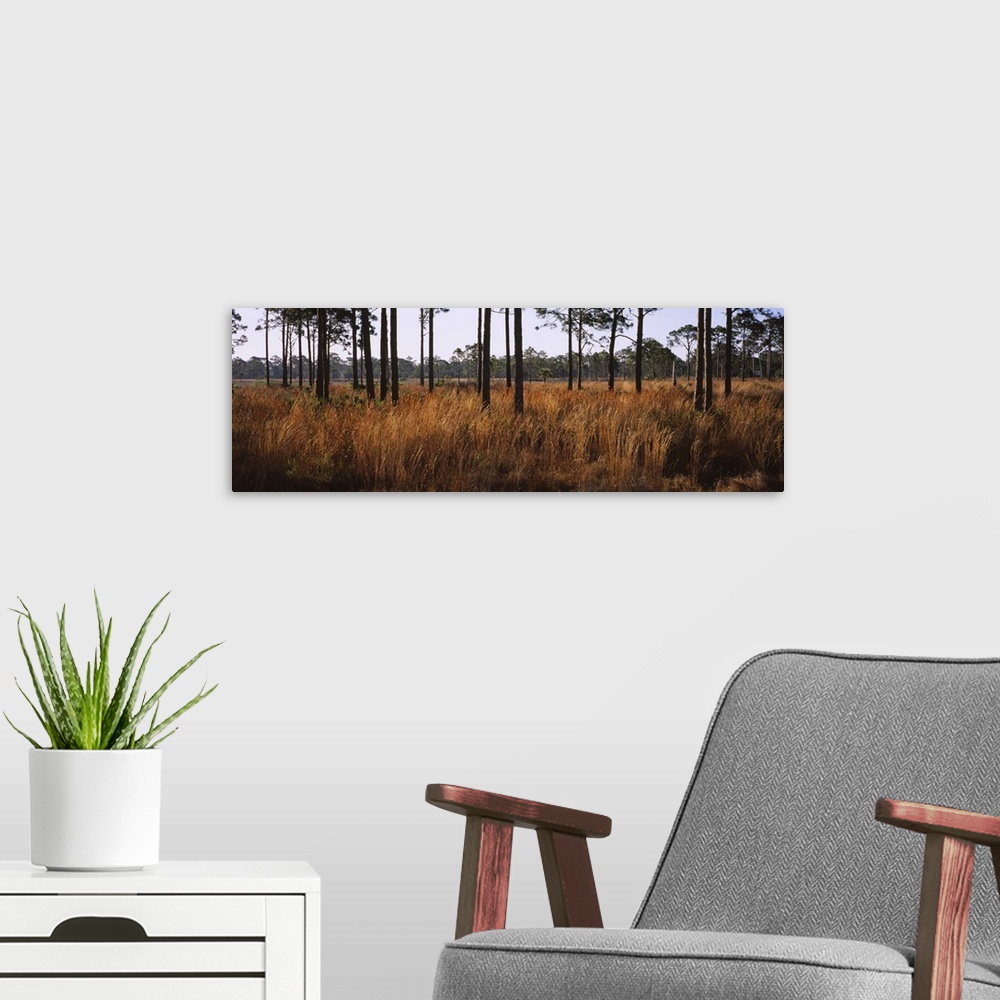 A modern room featuring Dried grass and trees in a forest, Venice, Sarasota County, Florida