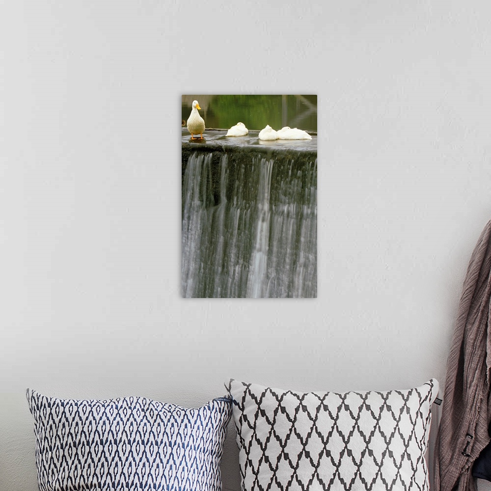 A bohemian room featuring Ducks At Edge Of Waterfall