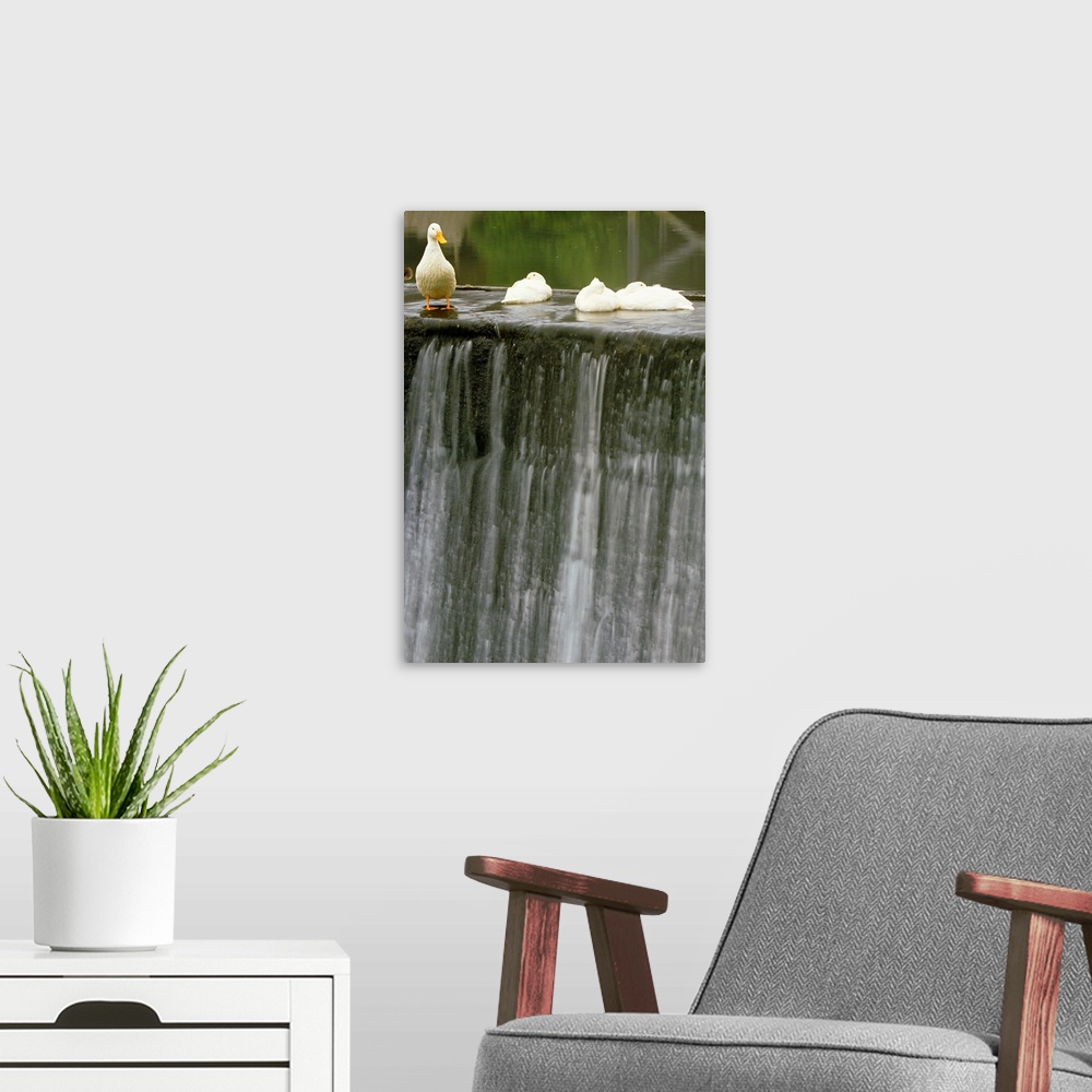 A modern room featuring Ducks At Edge Of Waterfall