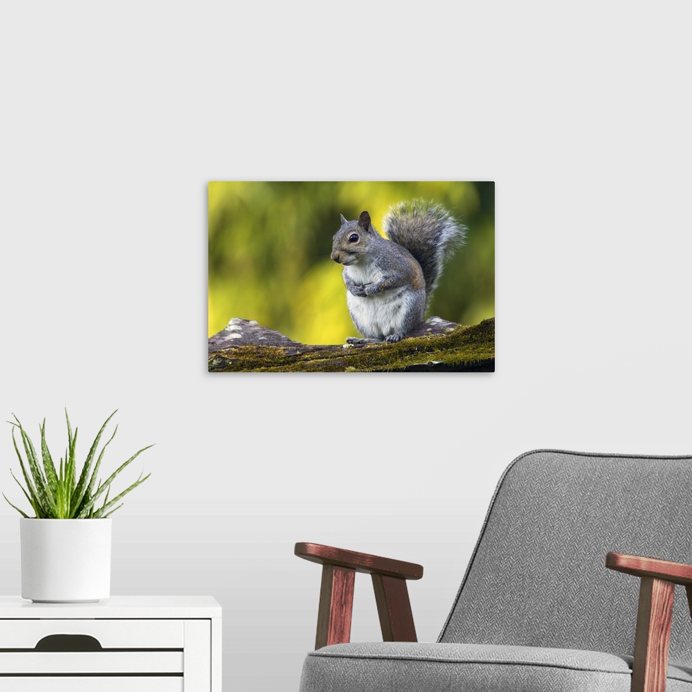A modern room featuring Eastern gray squirrel (Sciurus caroliniensis) on mossy log, selective focus profile, North Carolina