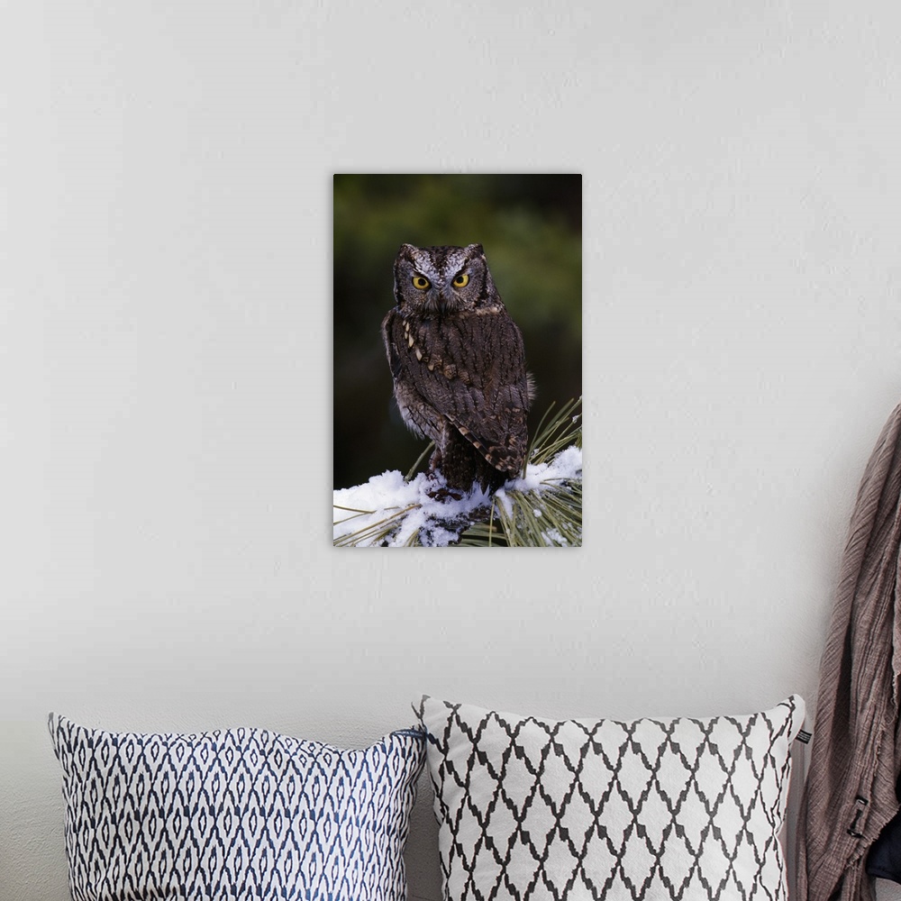 A bohemian room featuring Eastern screech owl on pine tree branch, Canada.