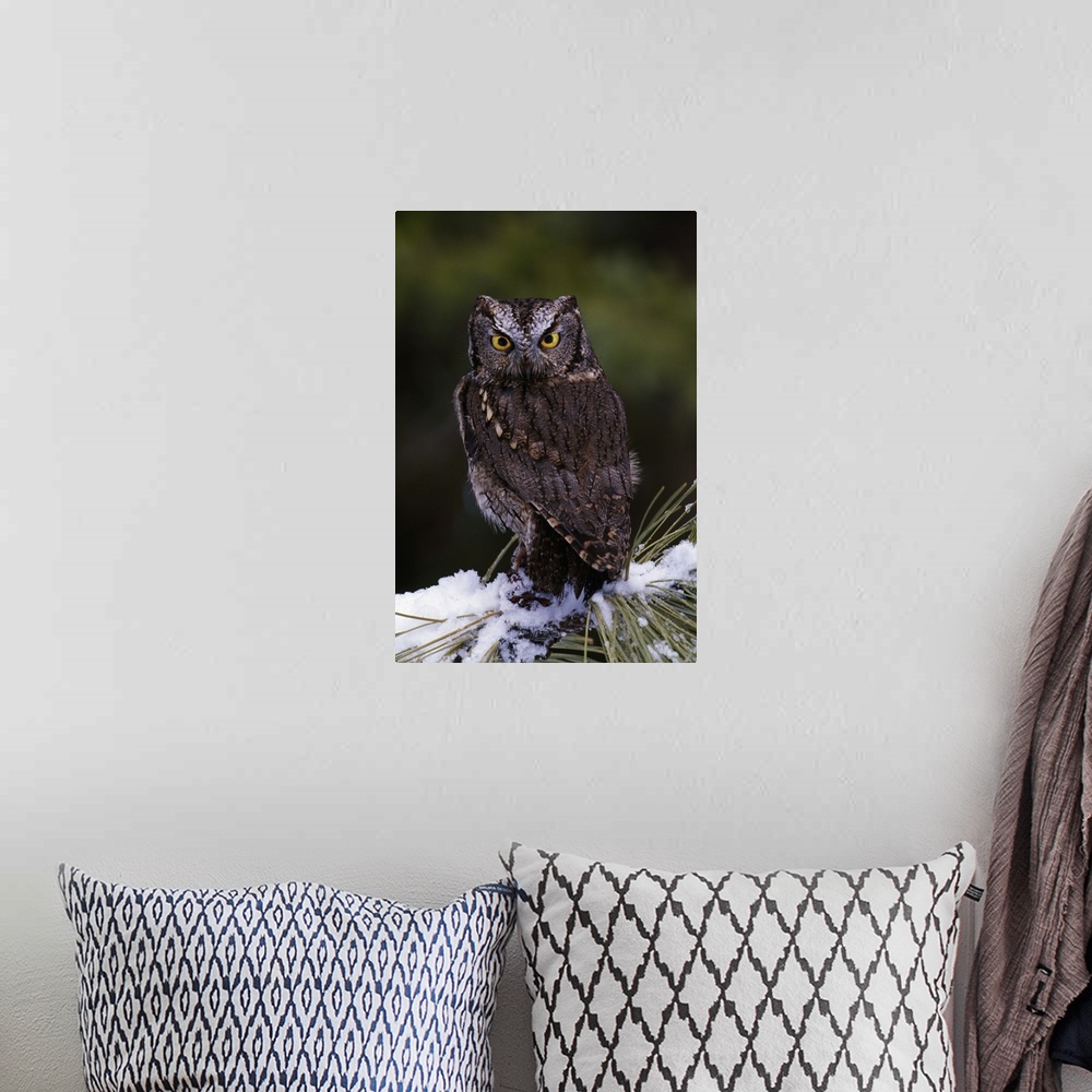 A bohemian room featuring Eastern screech owl on pine tree branch, Canada.