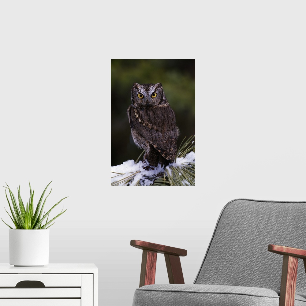 A modern room featuring Eastern screech owl on pine tree branch, Canada.