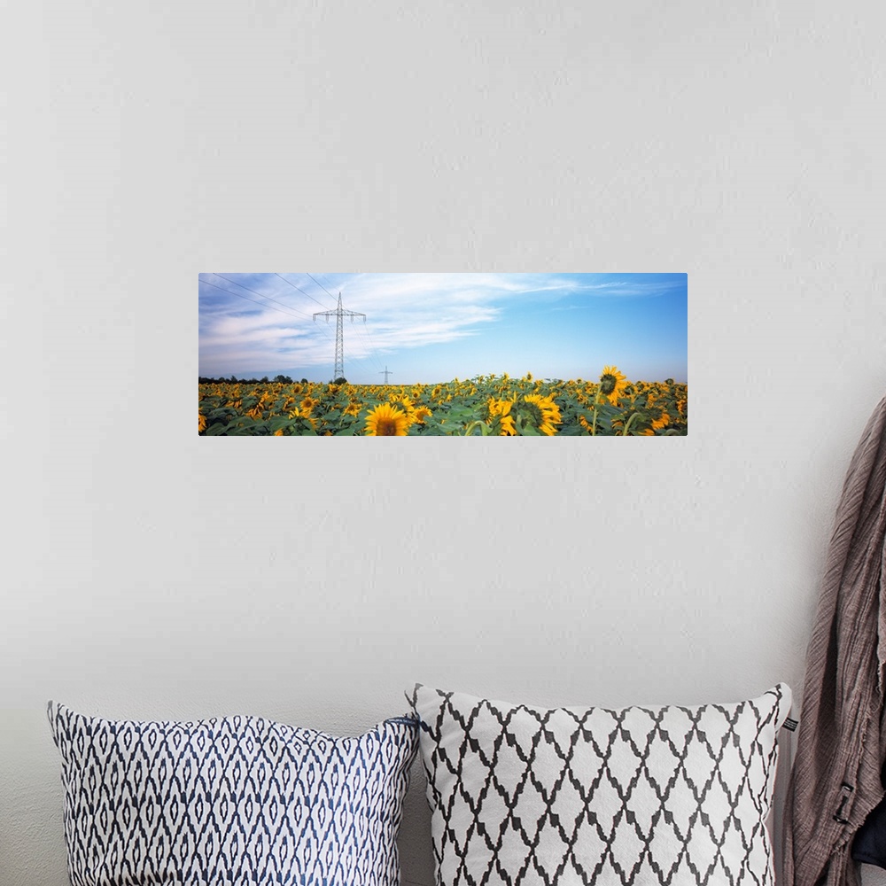 A bohemian room featuring Electricity pylons in a field of Sunflowers (Helianthus annuus), Baden-Wurttemberg, Germany