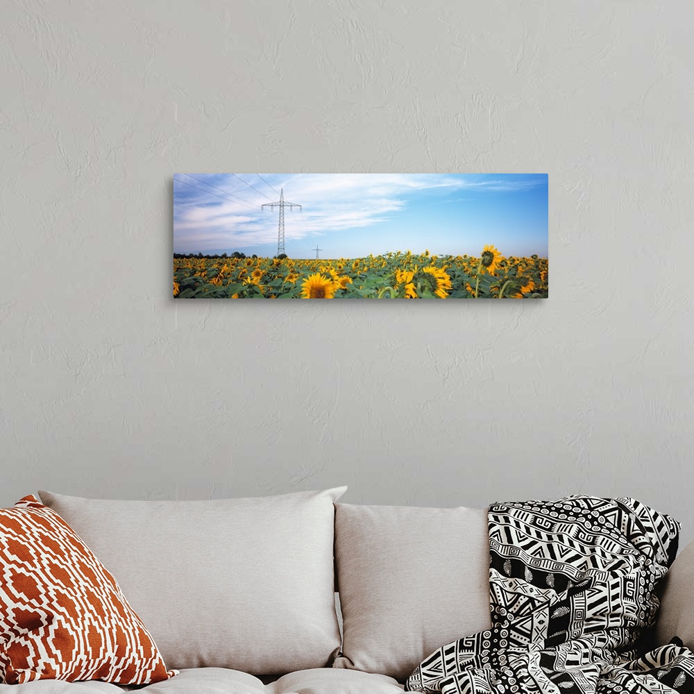 A bohemian room featuring Electricity pylons in a field of Sunflowers (Helianthus annuus), Baden-Wurttemberg, Germany