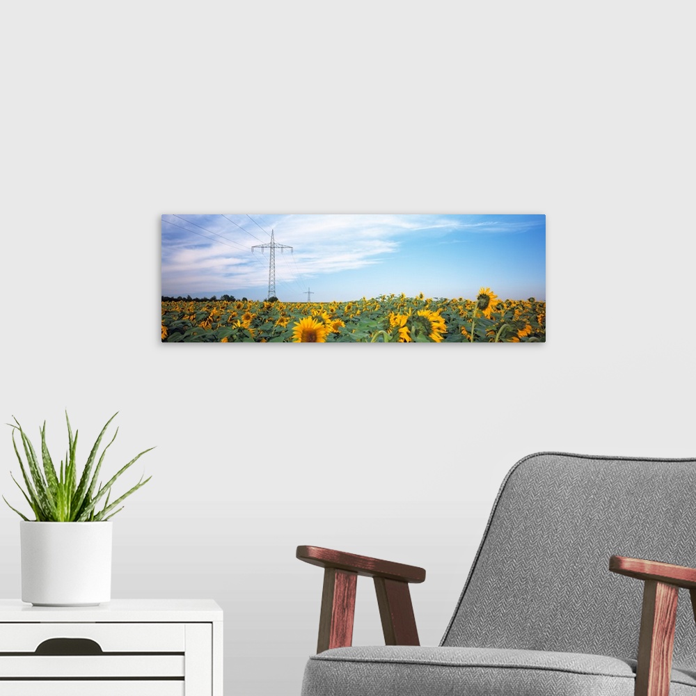 A modern room featuring Electricity pylons in a field of Sunflowers (Helianthus annuus), Baden-Wurttemberg, Germany