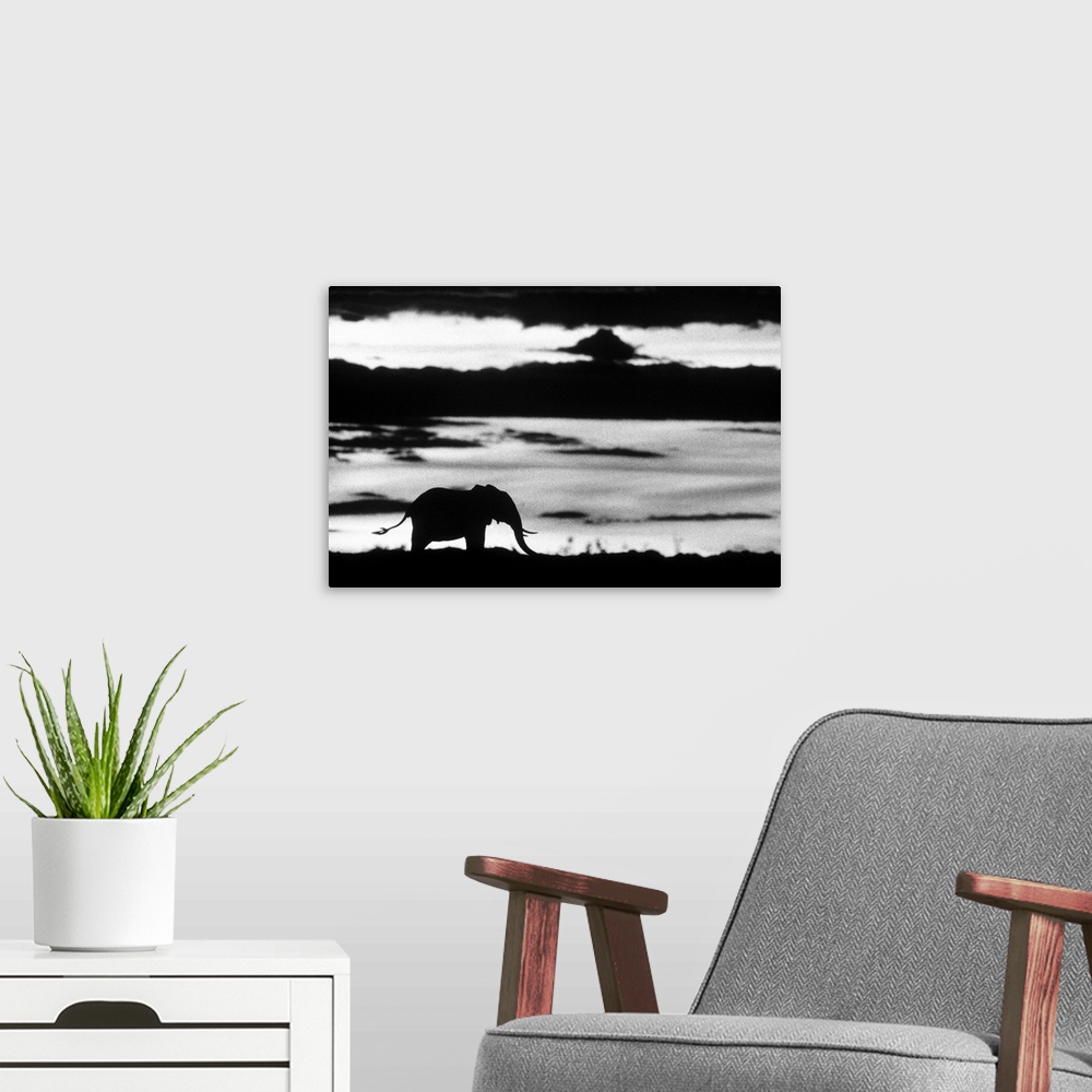 A modern room featuring Big photo on canvas of the silohuette of an elephant standing in a field.