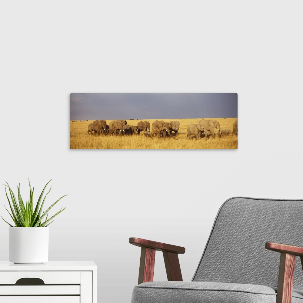 A modern room featuring Elephant Herd Maasai Mara Kenya