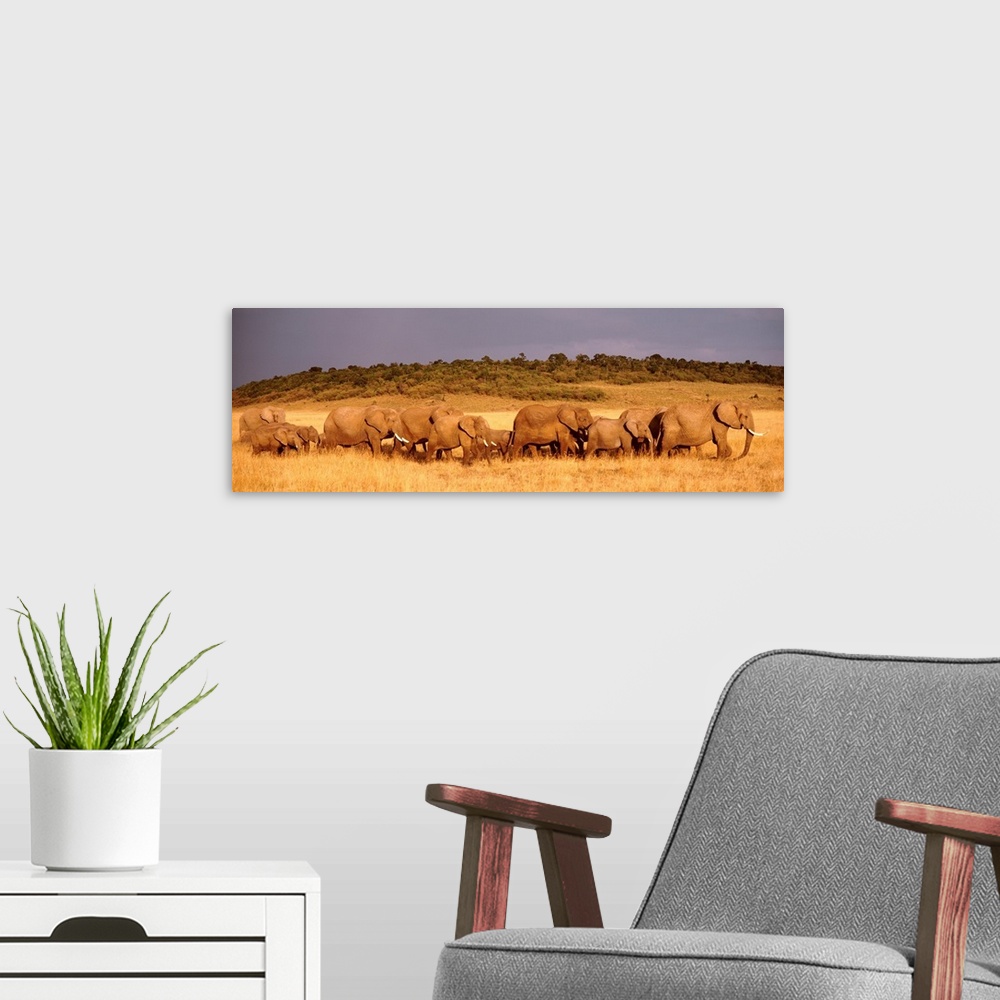 A modern room featuring Giant panoramic photograph of a herd of elephants walking through a field in Maasai Mara, Kenya a...