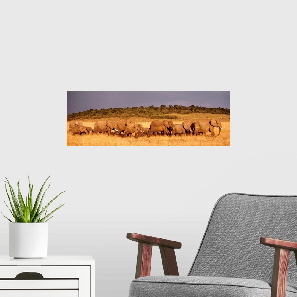 A modern room featuring Giant panoramic photograph of a herd of elephants walking through a field in Maasai Mara, Kenya a...