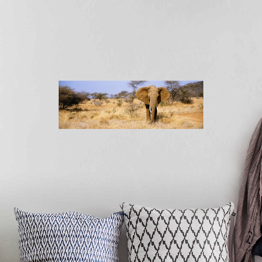 A bohemian room featuring A large elephant stands in a dry field in Africa and is skewed to the right side of the wide angl...