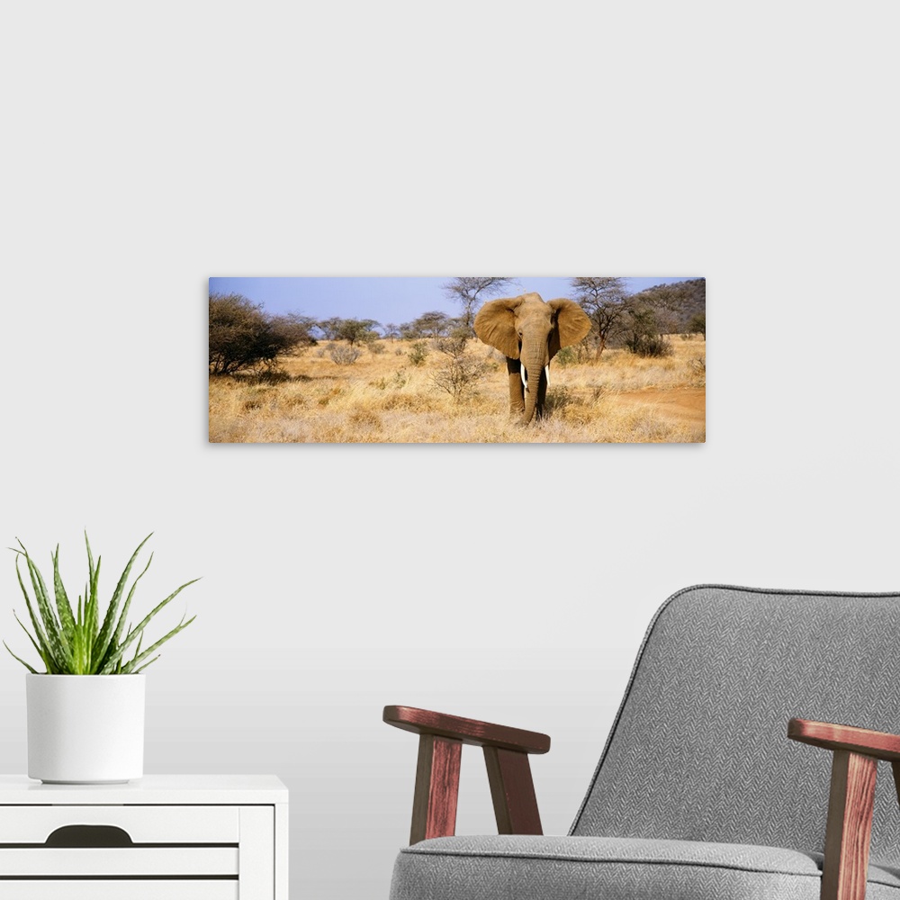 A modern room featuring A large elephant stands in a dry field in Africa and is skewed to the right side of the wide angl...