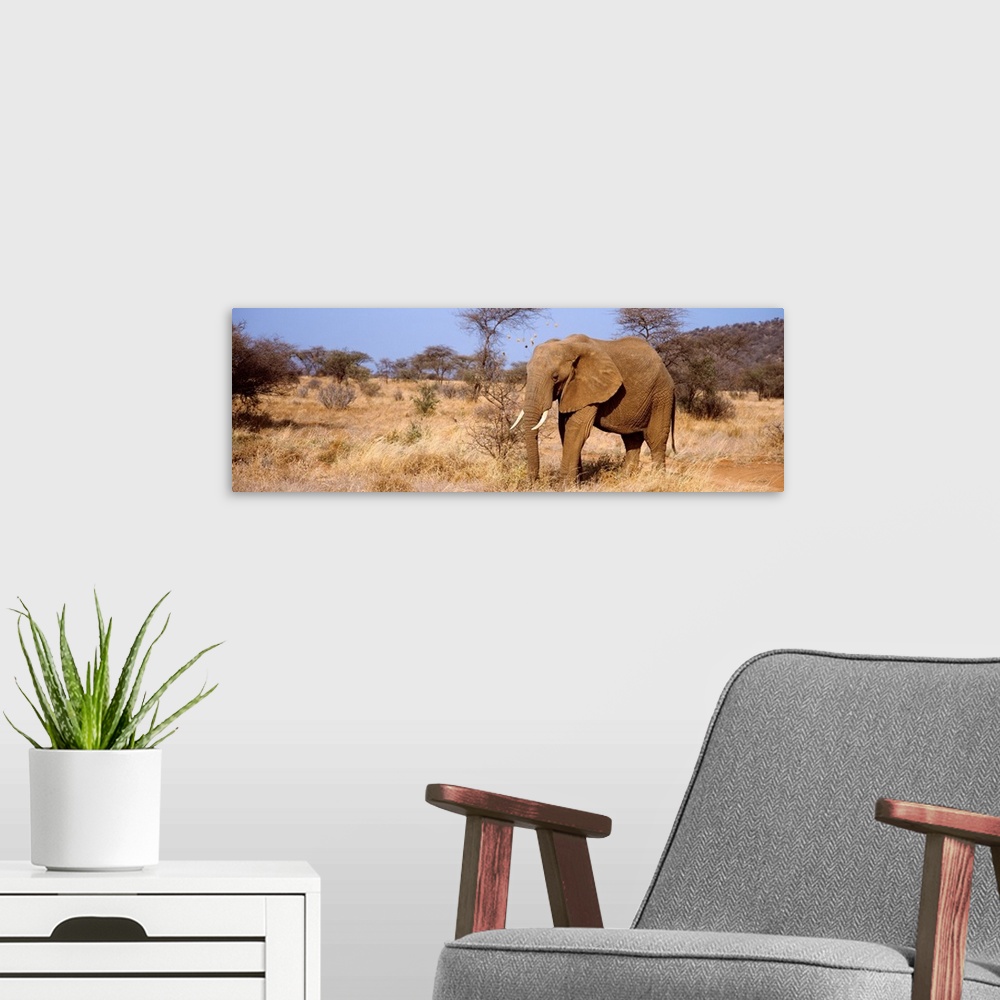A modern room featuring Elephant Kenya Africa