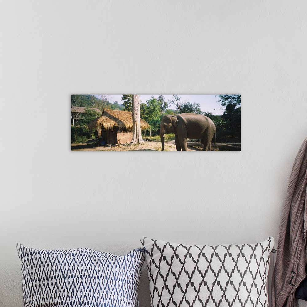 A bohemian room featuring Elephant standing outside a hut in a village, Chiang Mai, Thailand
