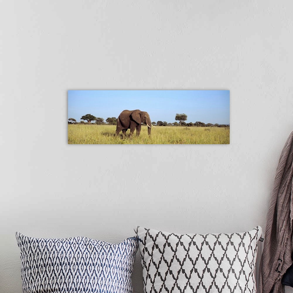 A bohemian room featuring Elephant Tarangire Tanzania Africa