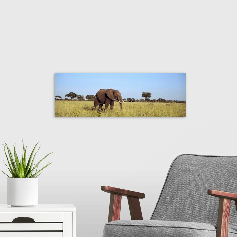 A modern room featuring Elephant Tarangire Tanzania Africa