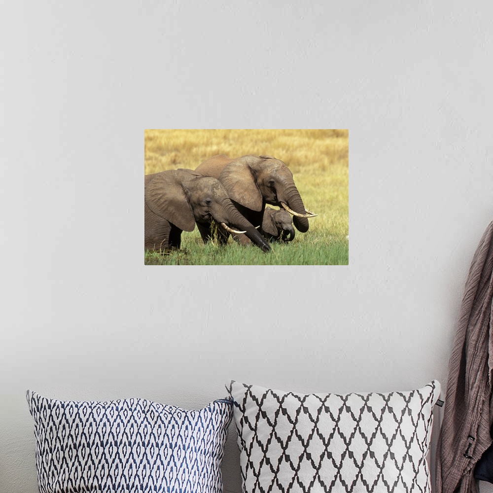 A bohemian room featuring Elephants Eating in Africa