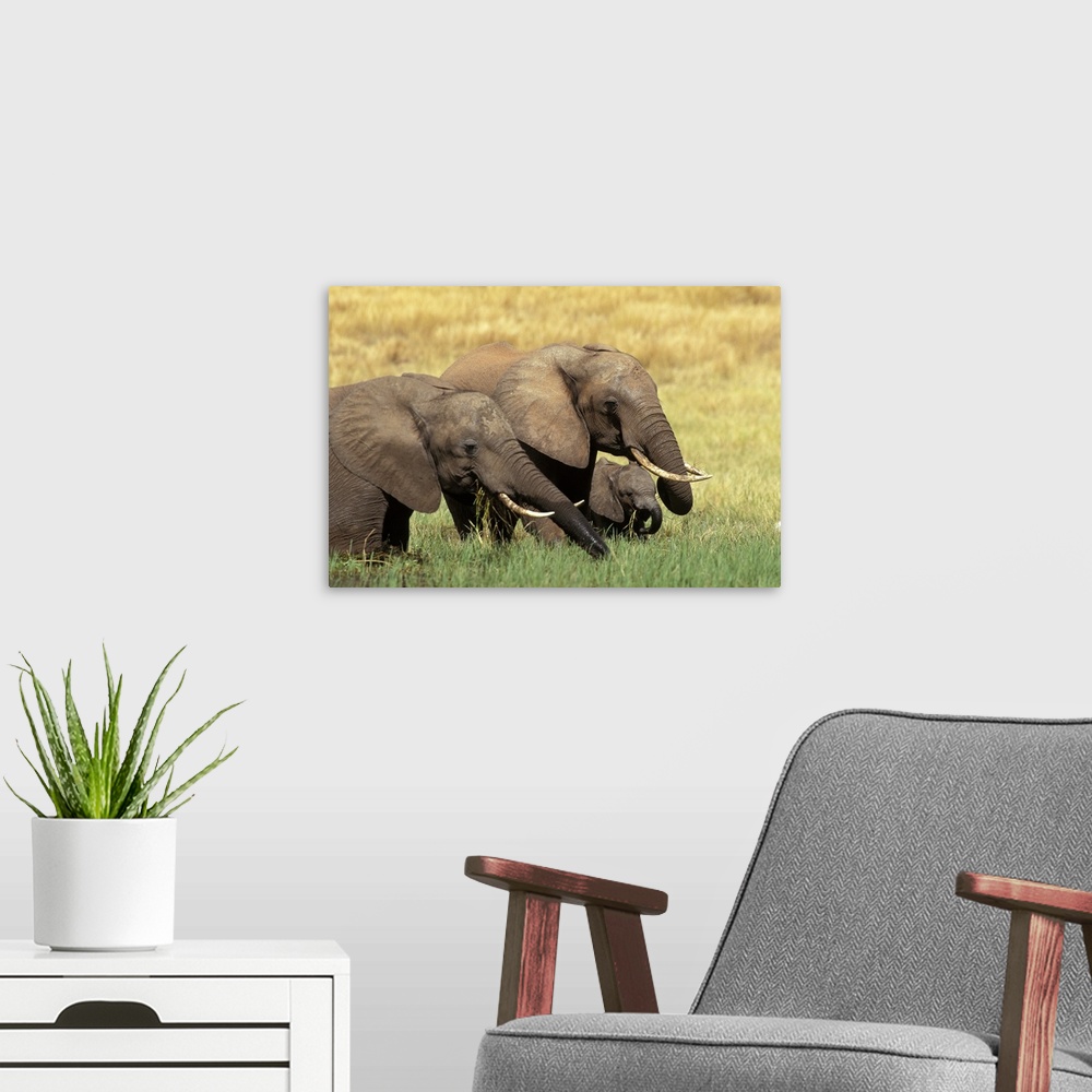 A modern room featuring Elephants Eating in Africa