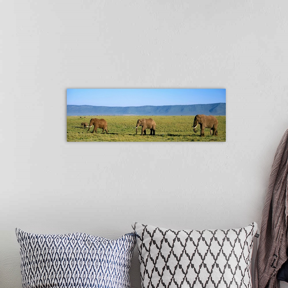 A bohemian room featuring Elephants Ngorongoro Crater Tanzania Africa
