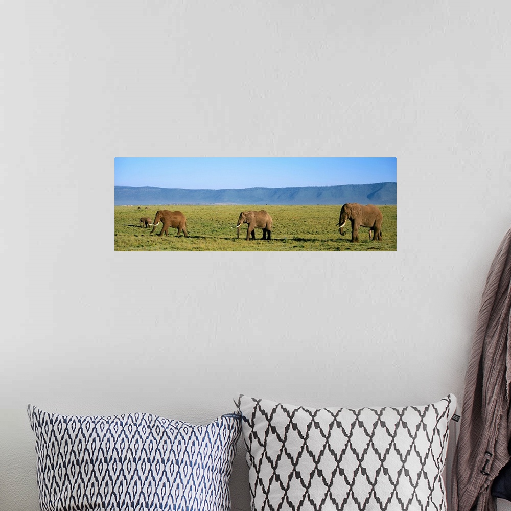 A bohemian room featuring Elephants Ngorongoro Crater Tanzania Africa