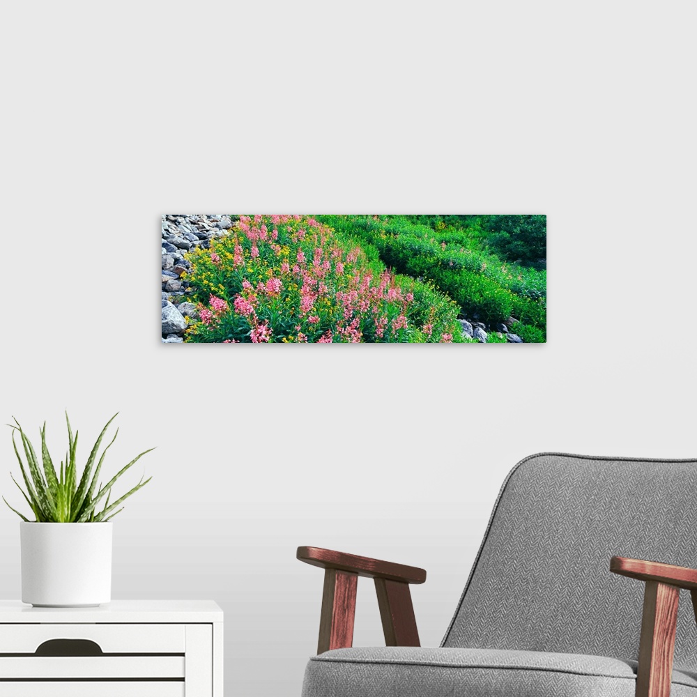 A modern room featuring Elevated view of Fireweed (Chamerion angustifolium) flowers, Garnet Canyon, Grand Teton National ...