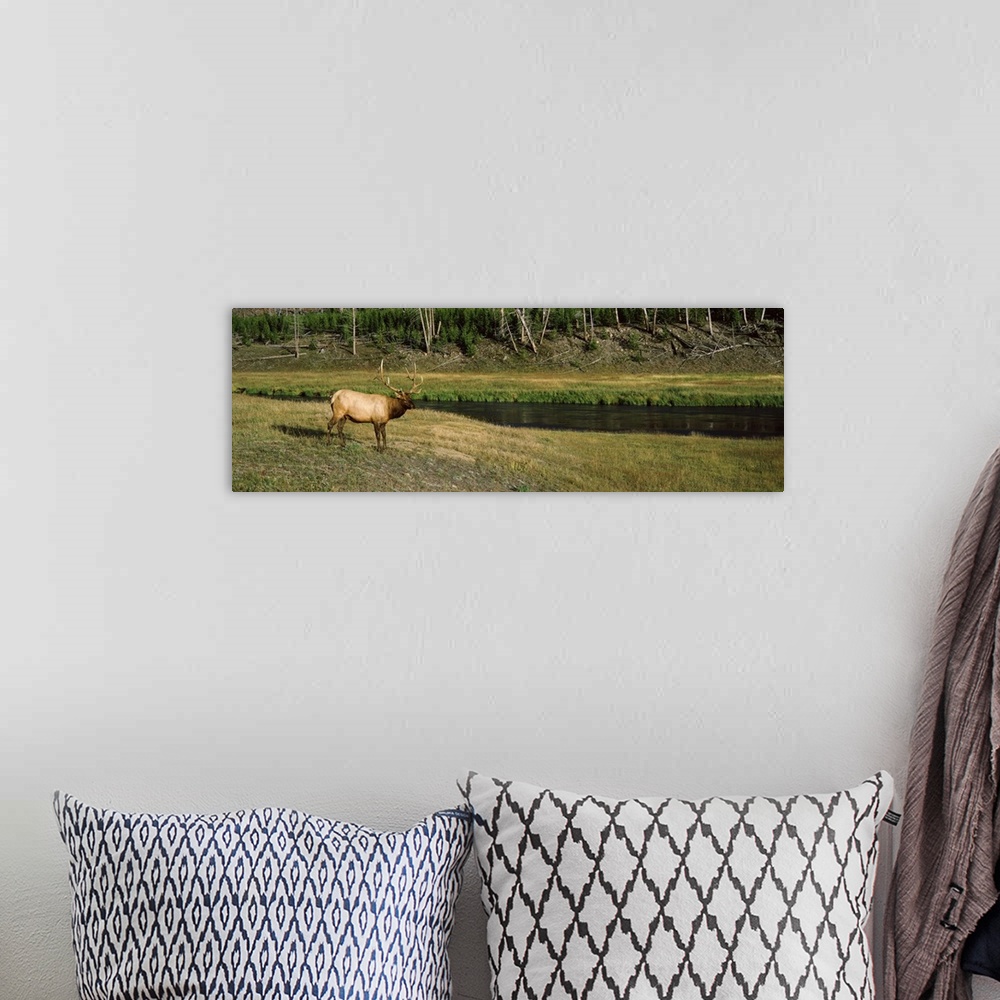 A bohemian room featuring Elk Cervus canadensis in a forest Madison River Yellowstone National Park Wyoming