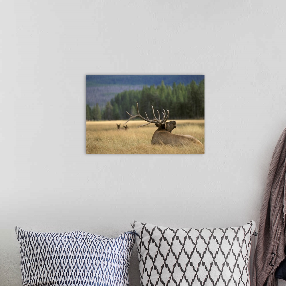 A bohemian room featuring Photograph of an animal from the deer family sitting in grassy meadow with two others in the back...