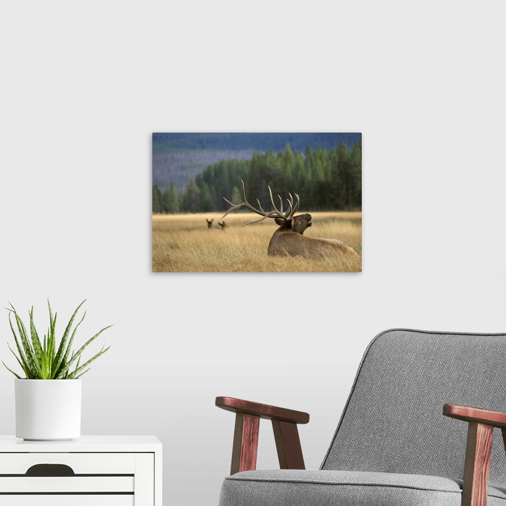 A modern room featuring Photograph of an animal from the deer family sitting in grassy meadow with two others in the back...