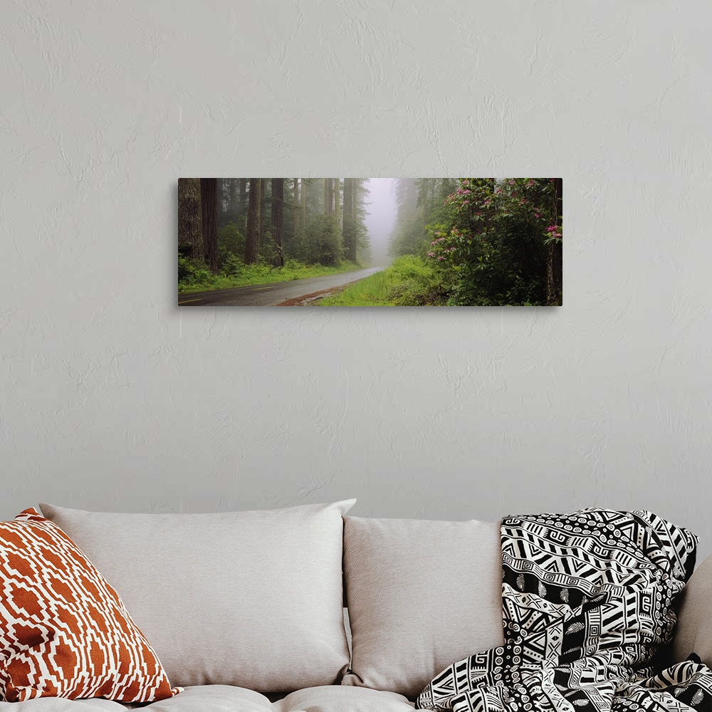 A bohemian room featuring Empty road passing through a forest, Redwood National Park, California