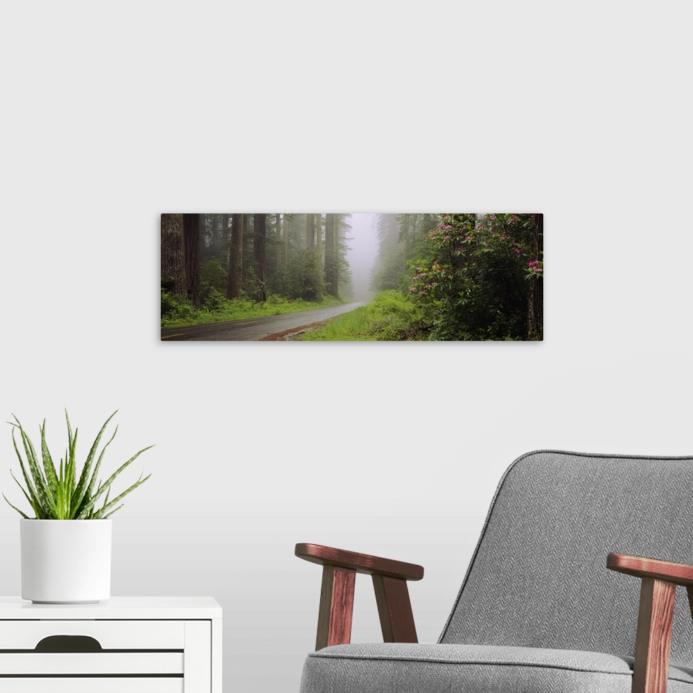 A modern room featuring Empty road passing through a forest, Redwood National Park, California