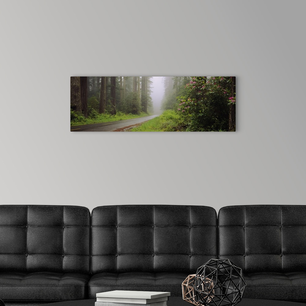 A modern room featuring Empty road passing through a forest, Redwood National Park, California