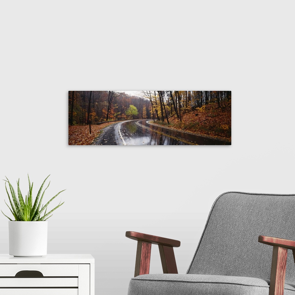 A modern room featuring A two lane road passes through a hilly forest where the pavement glistens from recent rain, dotte...