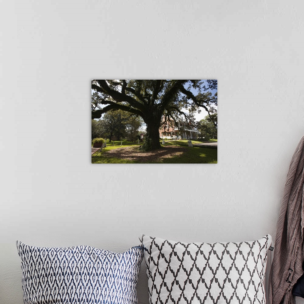 A bohemian room featuring Evangeline oak tree in a garden, St. Martinville, St. Martin Parish, Louisiana