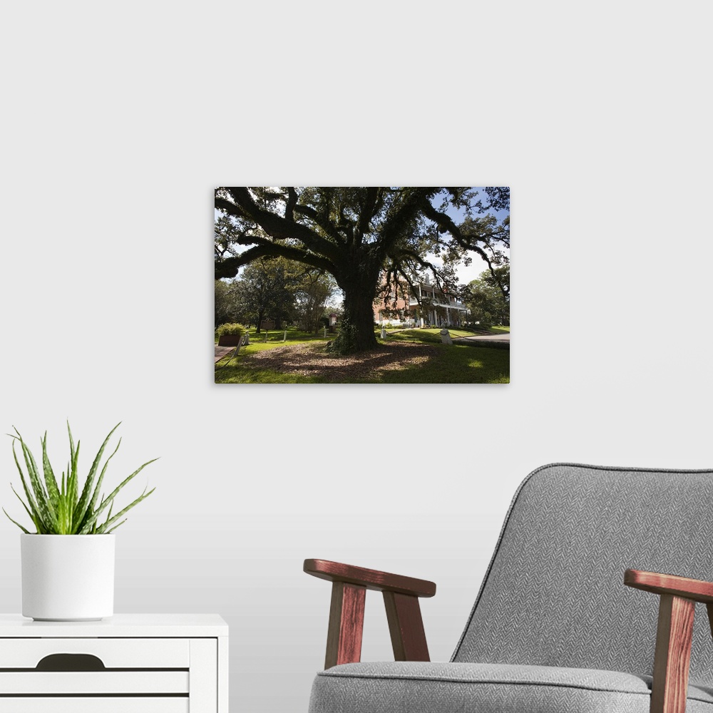 A modern room featuring Evangeline oak tree in a garden, St. Martinville, St. Martin Parish, Louisiana