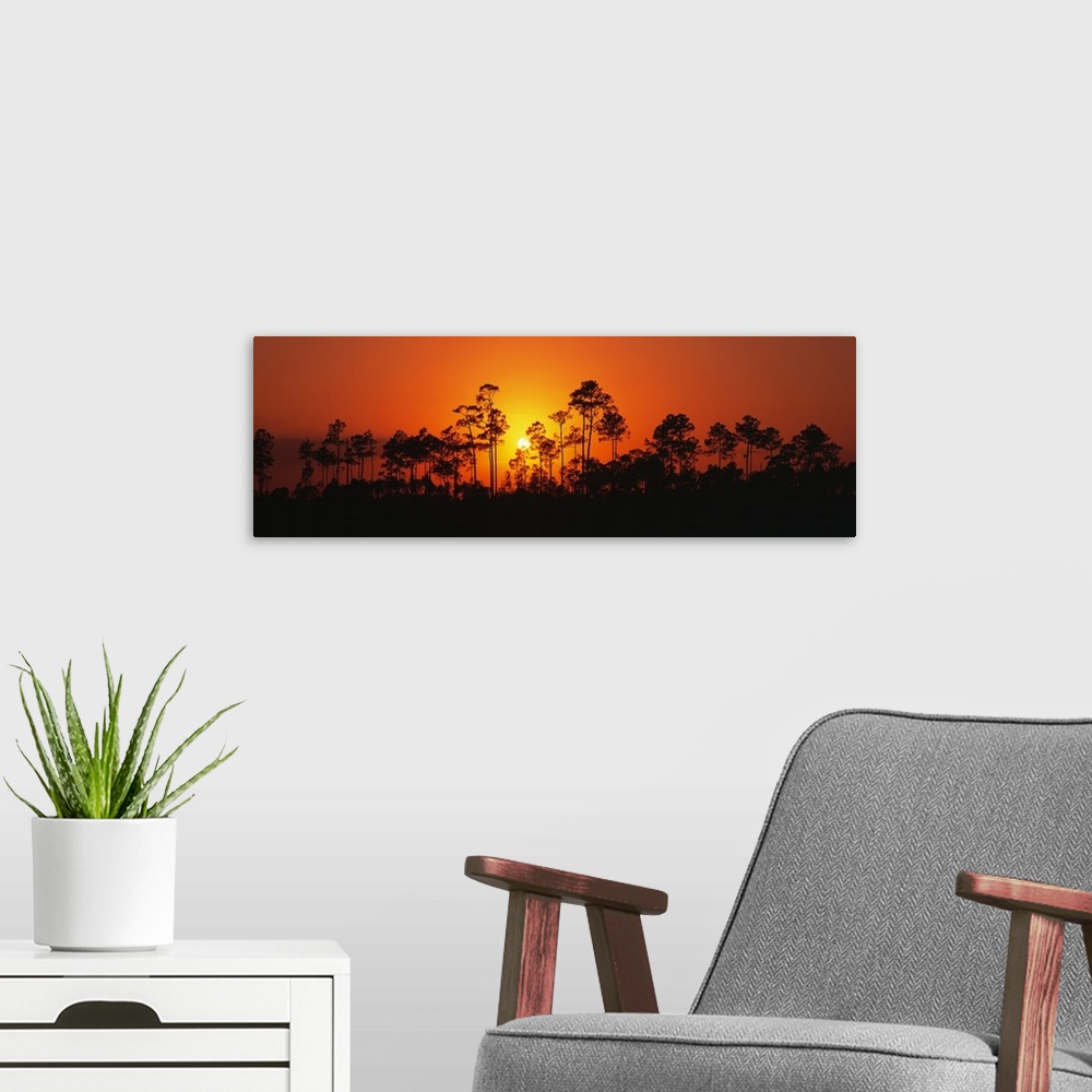 A modern room featuring Panoramic image of the silhouettes of trees at sunset at the Everglades National Park in Florida.