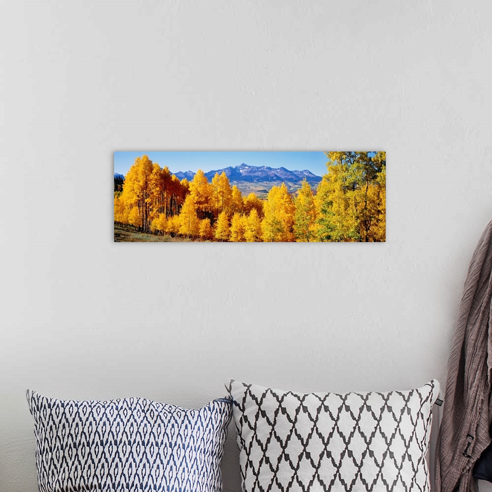 A bohemian room featuring Panoramic photograph shows a brightly colored dense woodland with a backdrop of a large mountain ...